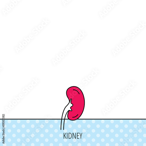 Kidney icon. Transplantation organ sign.