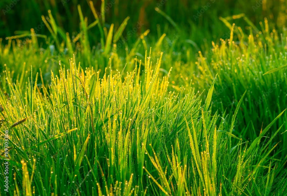 Beautiful green grass
