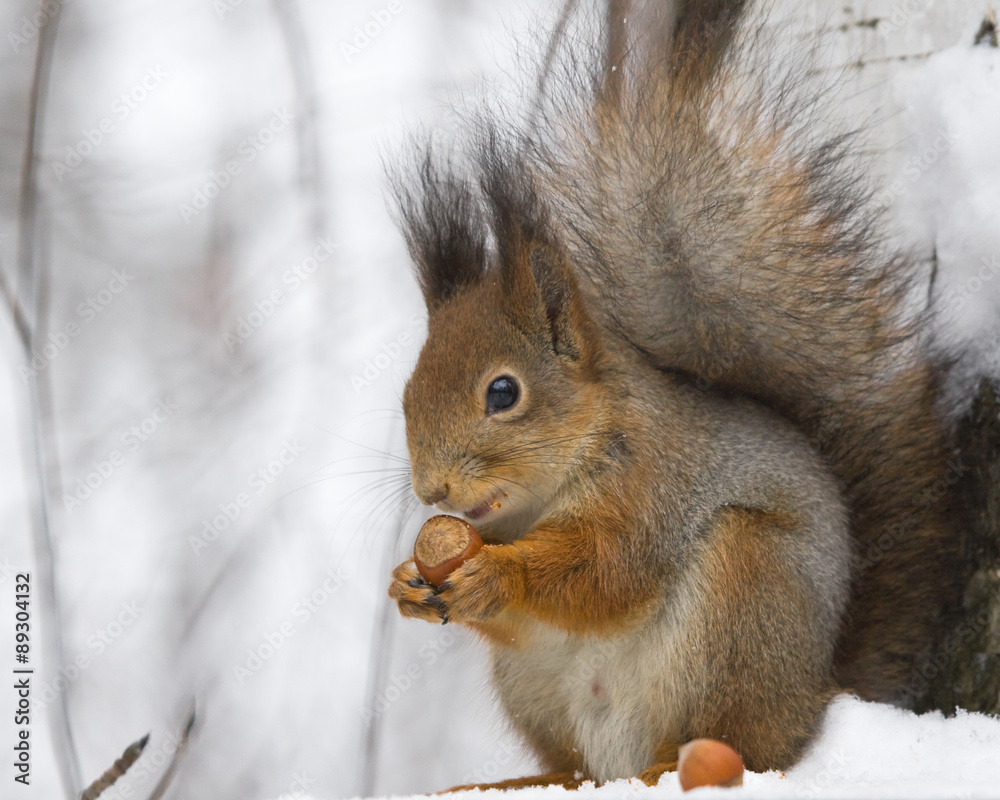 Fototapeta premium Squirrel with a hazelnut