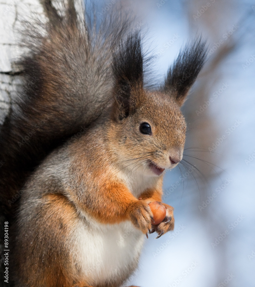 Squirrel with a hazelnut Squirrel with a hazelnut
