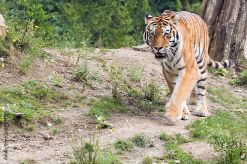 Fototapeta Naklejka Na Ścianę i Meble -  Tiger