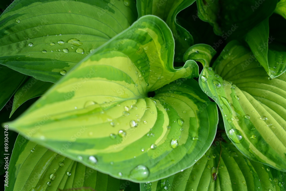 Obraz premium Hosta-Blätter im Regen