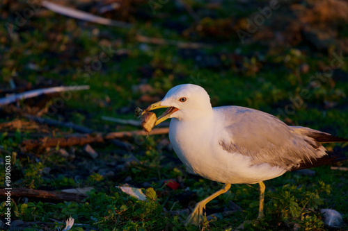 The gull is going somewhere with the food