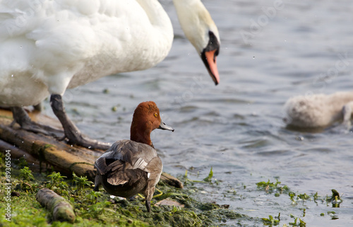 Funny redhead duck in the company of the swans