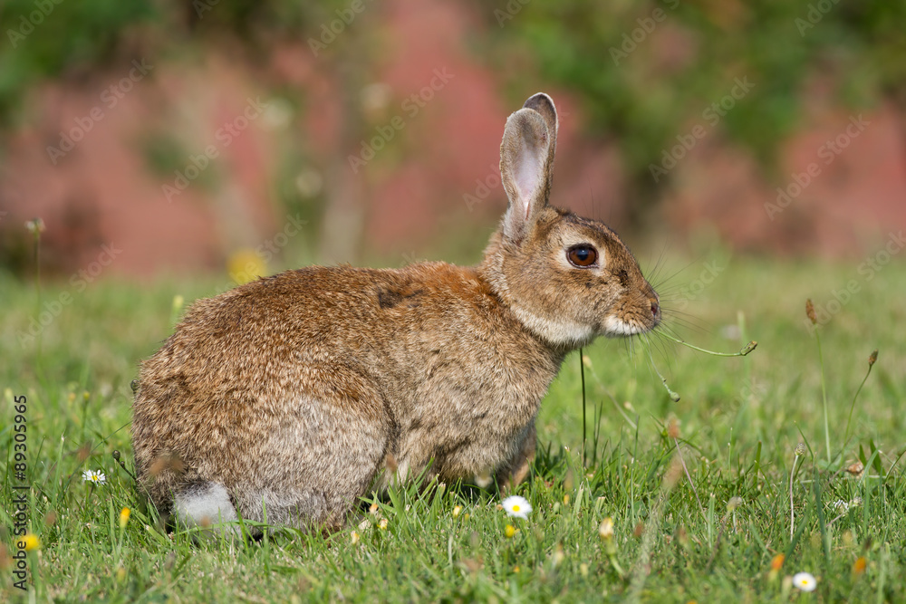 Fototapeta premium Wildkaninchen (Oryctolagus cuniculus) auf einer Wiese