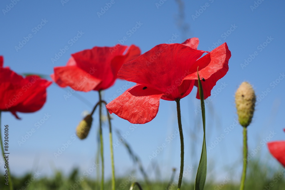 Obraz premium Mohnblumen