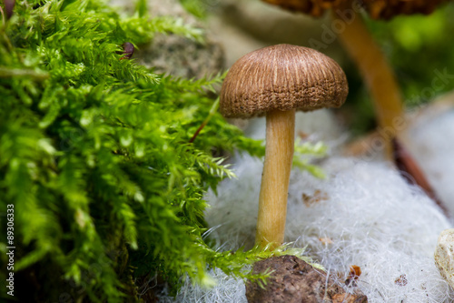 Kleiner Pilz mit sichtbarem Mycel