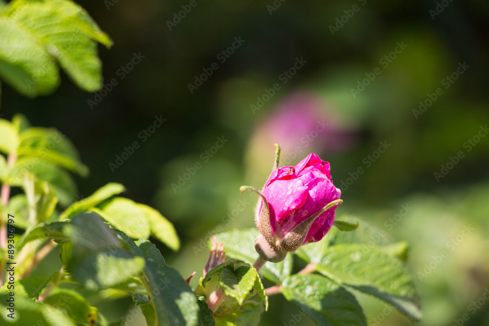 Red bright pink Wild Rose Flower Hip spring Blossom