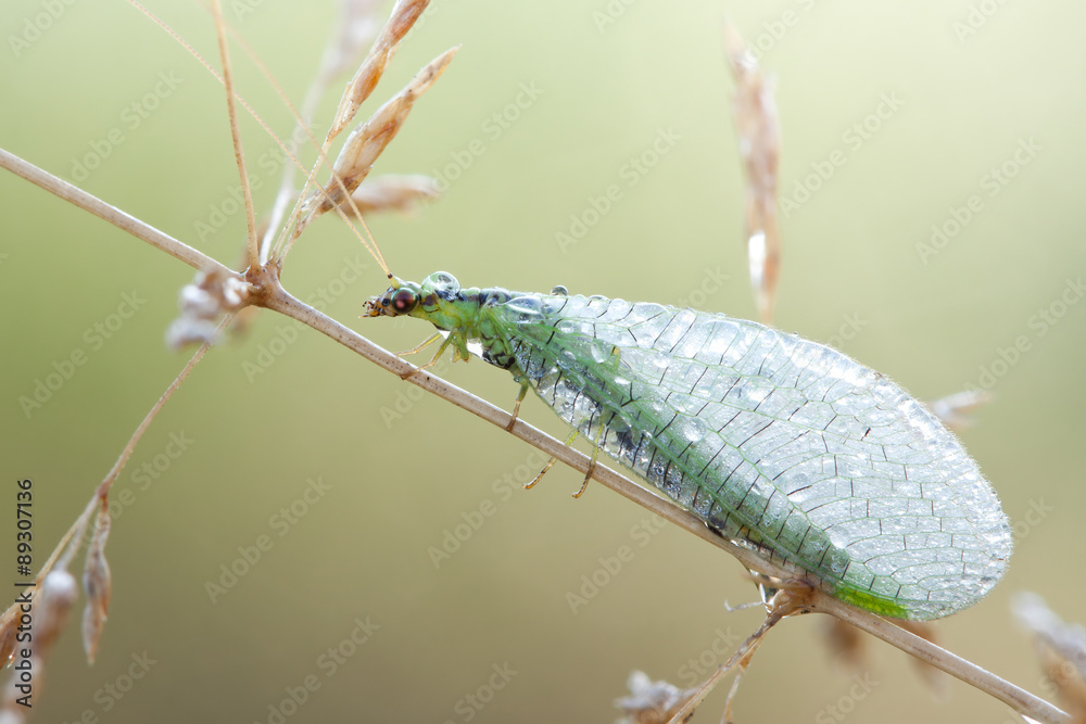Fototapeta premium Chrysopidae-insect Green Lacewing
