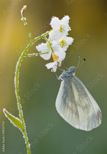 Valokuva Butterfly Pieris rapae on Cuckoo-flower
