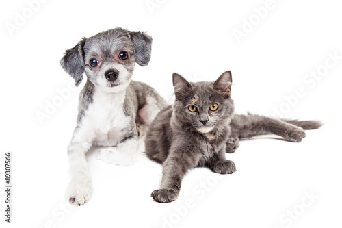 Fototapeta Naklejka Na Ścianę i Meble -  Cute Grey Kitten and Puppy Laying Together