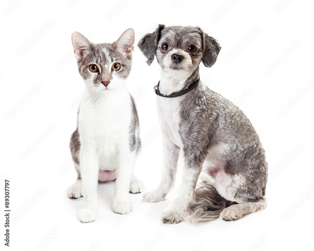 Cute Grey Kitten and Puppy Sitting Together