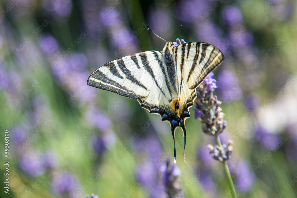 wunderschöner schwarz gelber Schmetterling in französischem Lavendelfeld wunderschöner schwarz gelber Schmetterling in französischem Lavendelfeld