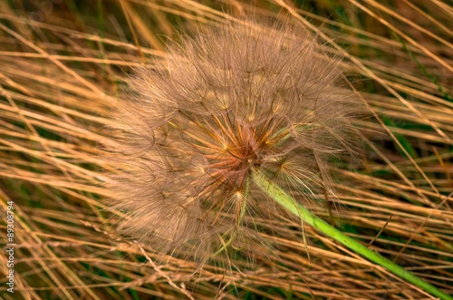 Dandelion