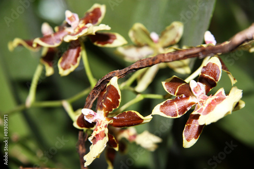 Speckled orchid / Tiger orchid flowers