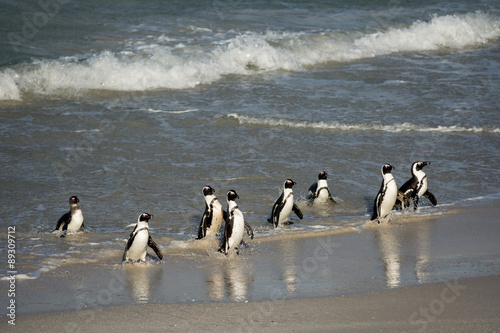 African penguins on the shore