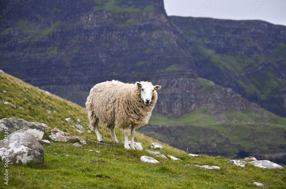 scottish sheep