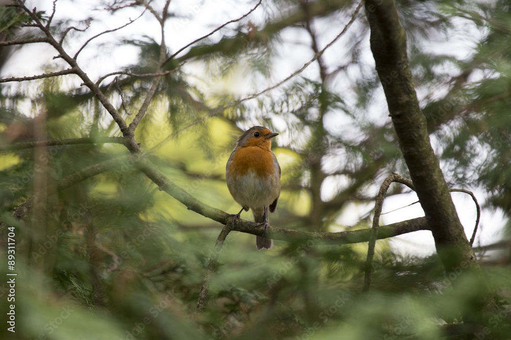 Robin Red Breast (Erithacus rubecula) Robin Red Breast (Erithacus rubecula)