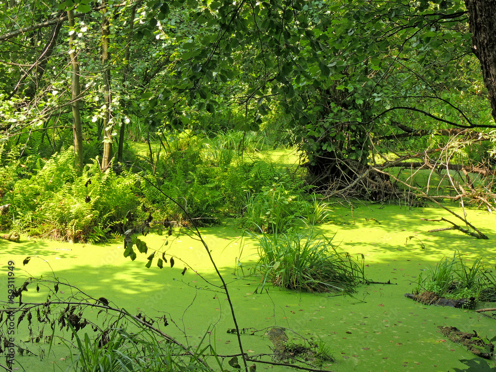 Obraz premium Woodland scenery