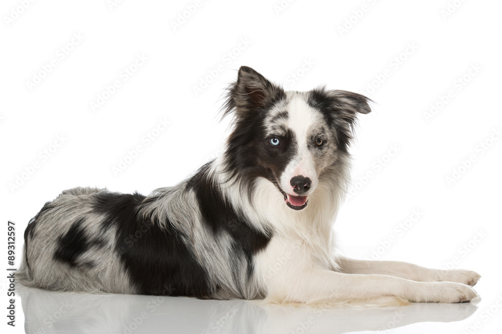 Border Collie