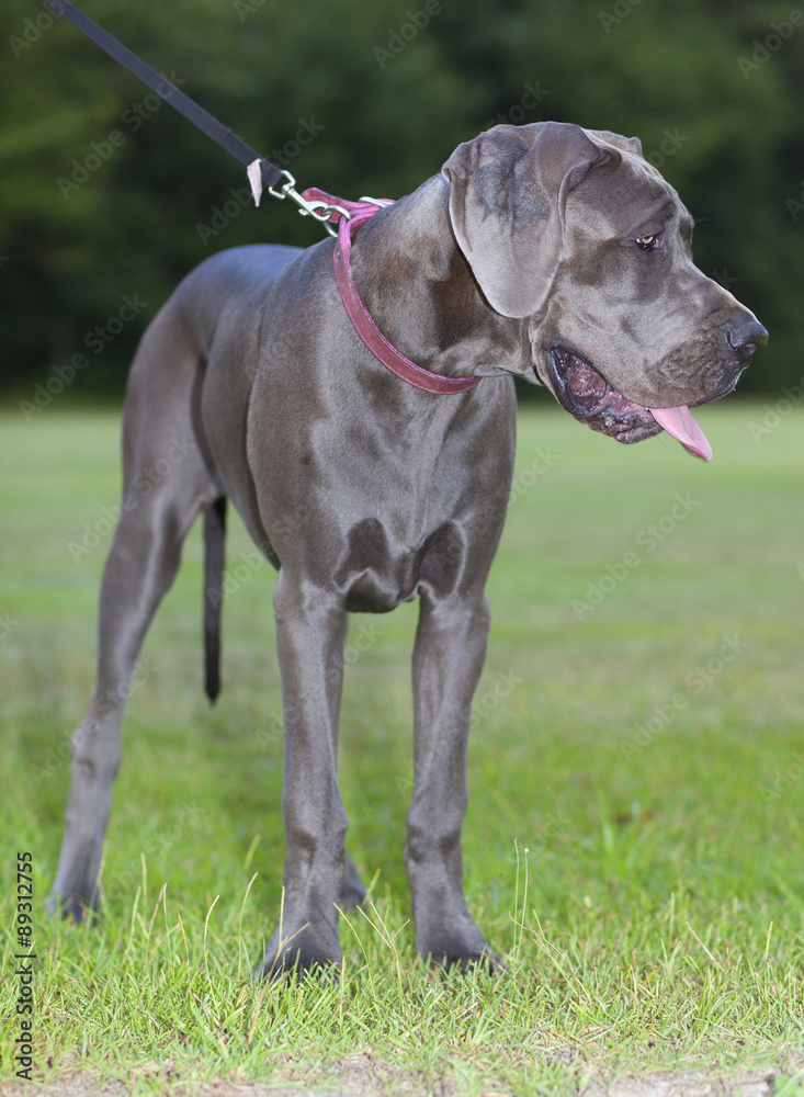 Young Great Dane