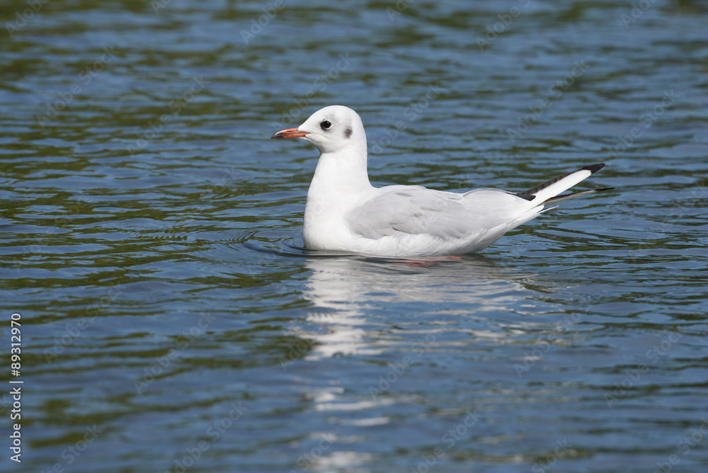 Black-headed Gull Black-headed Gull