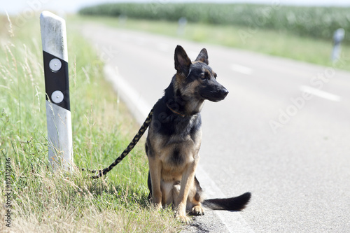 homeless dog leave alone on streetside waiting for animal shelter
