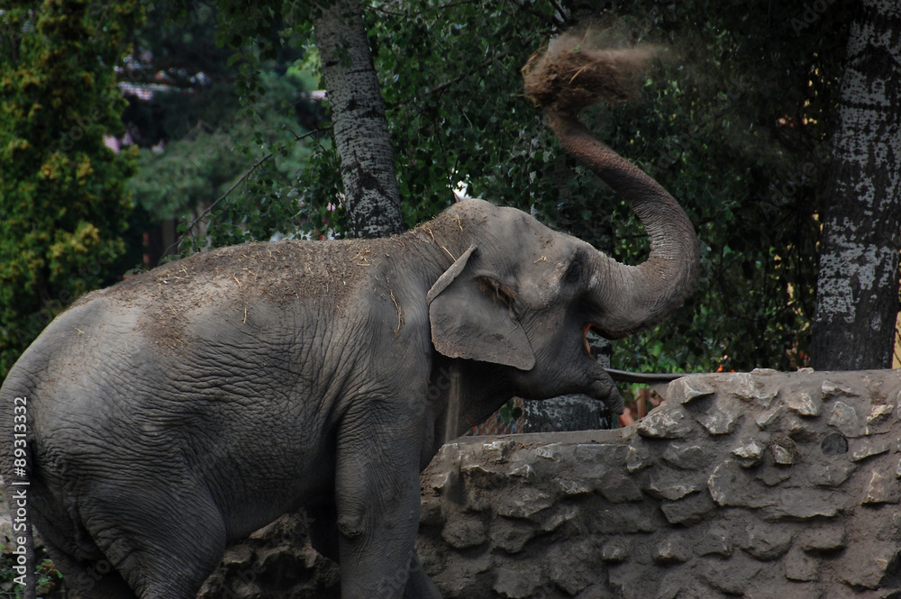 Obraz premium Elephant