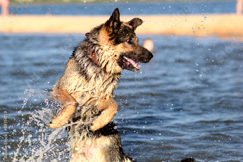 dog breed German shepherd jumping in the water at the beach on h