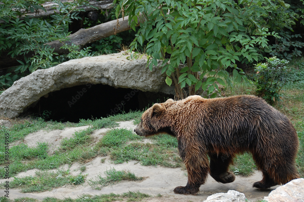 Bear Bear