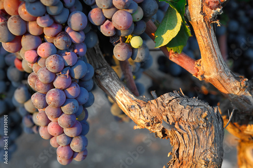 Tableau sur toile Italian red wine grape ready for gathering in sunset light