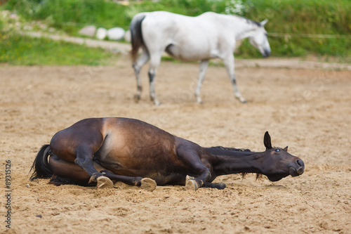 Horse lying in the sand
