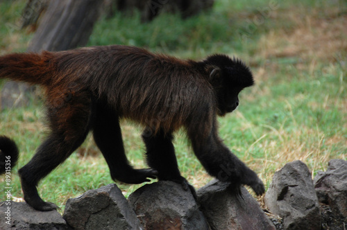 Monkey