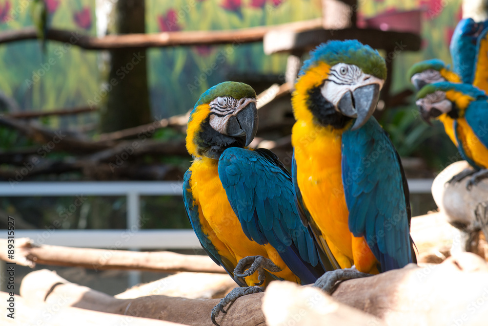 Group of Colorful blue and yellow parrot macaw Ara ararauna