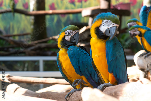 Group of Colorful blue and yellow parrot macaw Ara ararauna © pe3check