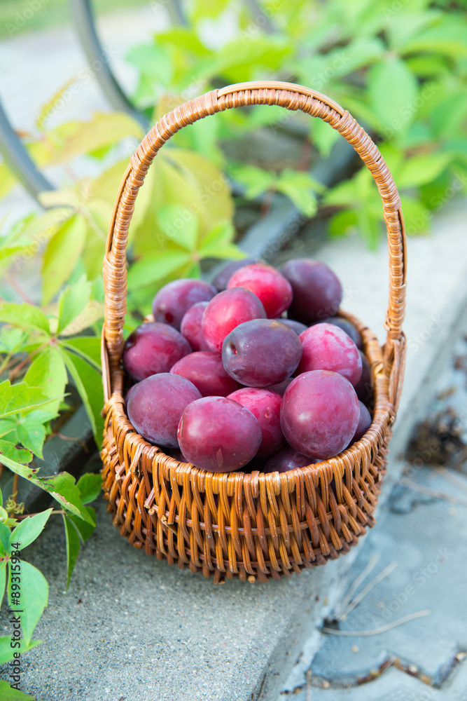 Plums in the basket: harvest at the end of summer Plums in the basket: harvest at the end of summer