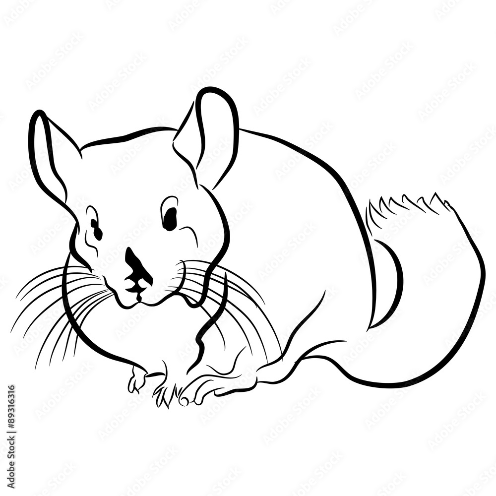 Chinchilla Outline Icon Stock Vector Adobe Stock