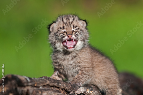 Baby Bobcat Kit (Lynx rufus) Cries Atop Log © hkuchera