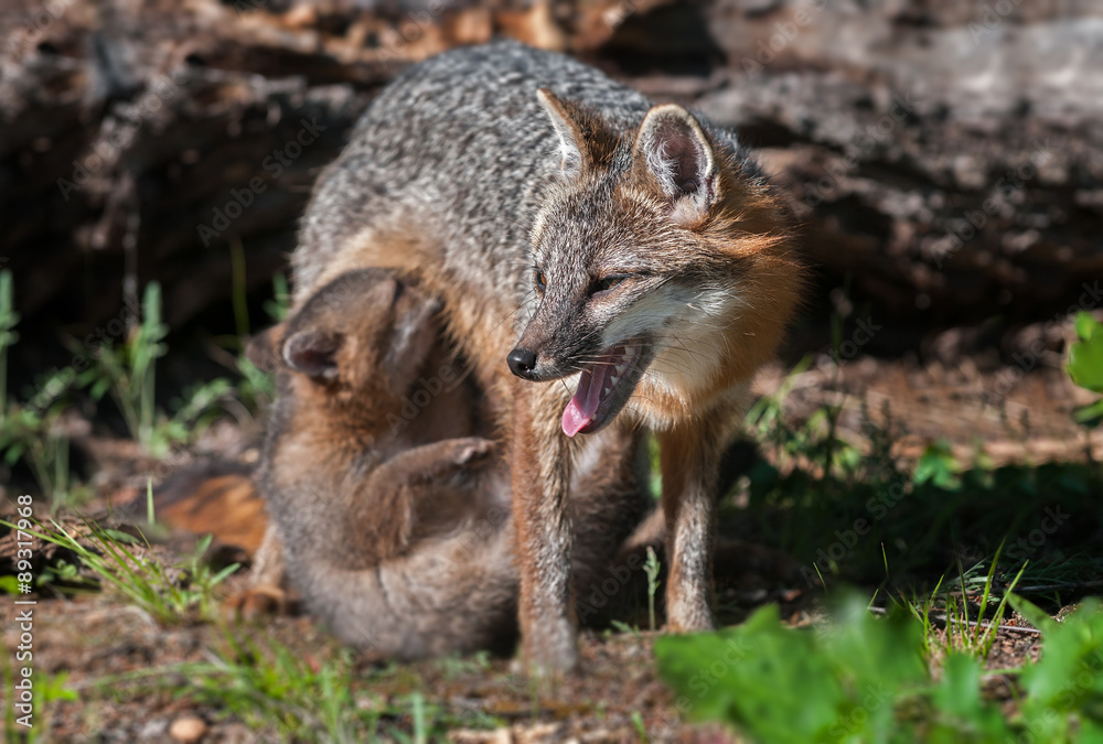 Naklejka premium Grey Fox Vixen (Urocyon cinereoargenteus) with Nursing Kit