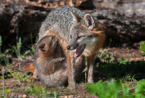 Grey Fox Vixen  Urocyon cinereoargenteus  with Nursing Kit