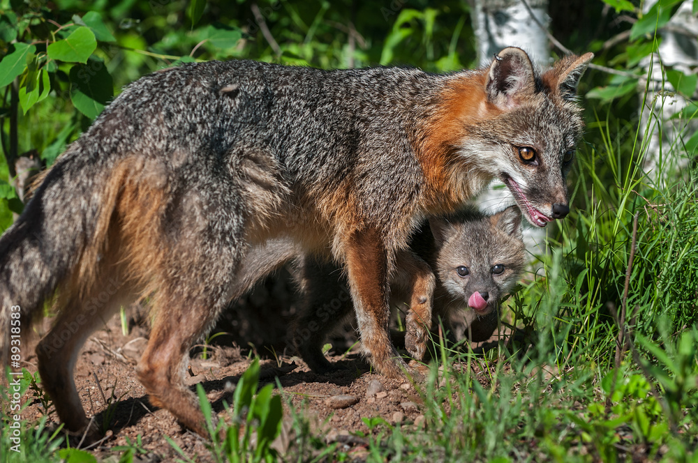 Obraz premium Grey Fox Vixen (Urocyon cinereoargenteus) and Kit Beneath