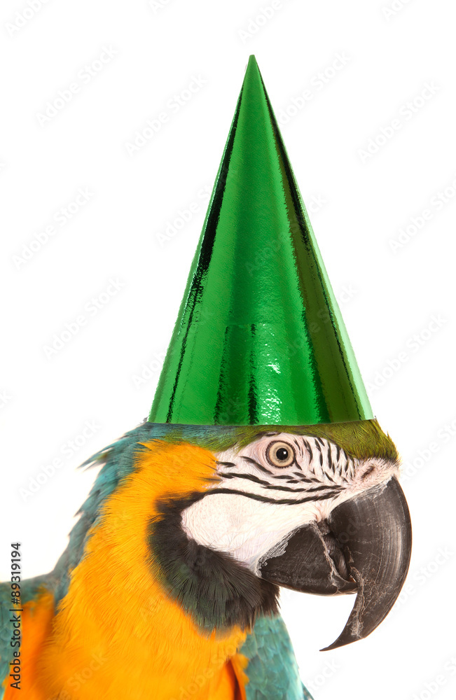 Fototapeta premium parrot wearing a birthday party hat