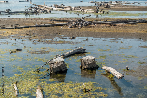 Fallen Trees In Lake