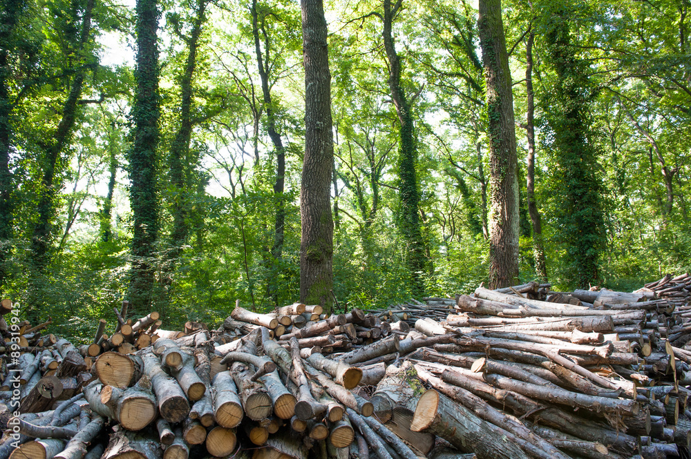 Pile of wood in forest