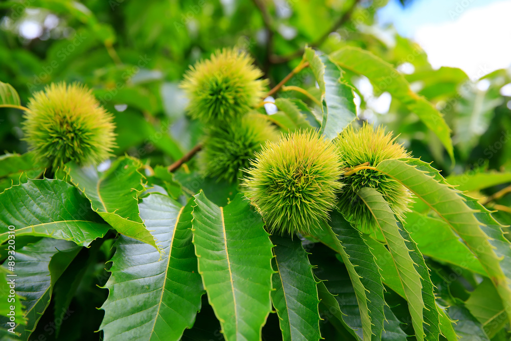 Chinese chestnut fruit close up with a green branch. KeriKeri, N Chinese chestnut fruit close up with a green branch. KeriKeri, N