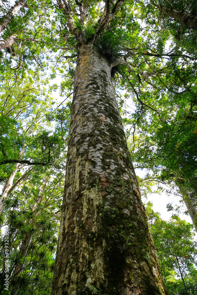 Very tall tree towering above thre land in New Zealnd. Very tall tree towering above thre land in New Zealnd.