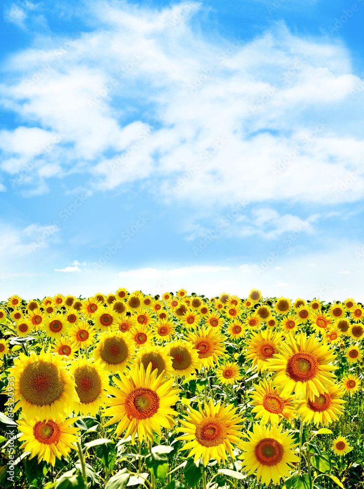 Fototapeta premium Beautiful sunflower field in summer