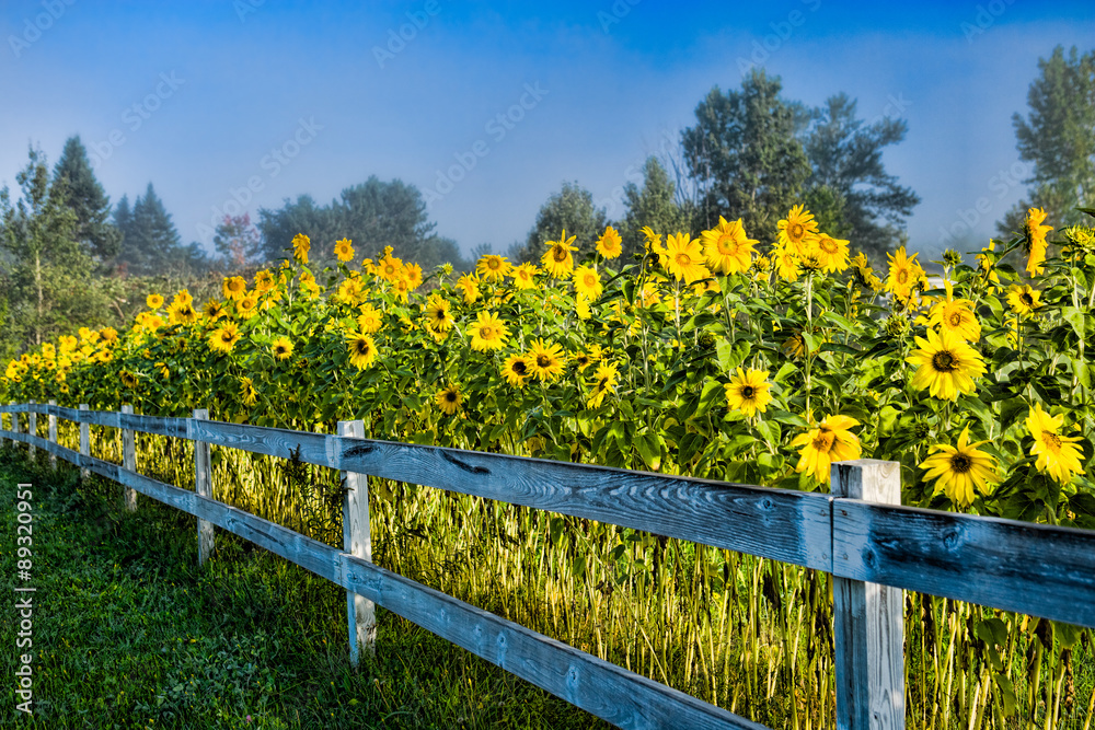 Fototapeta premium Sunflowers along a white post and rail fence.