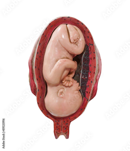 fetus development model photo