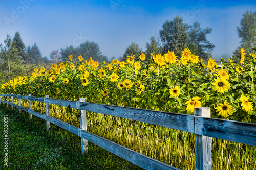 Fototapeta Naklejka Na Ścianę i Meble -  Sunflowers along a white post and rail fence.